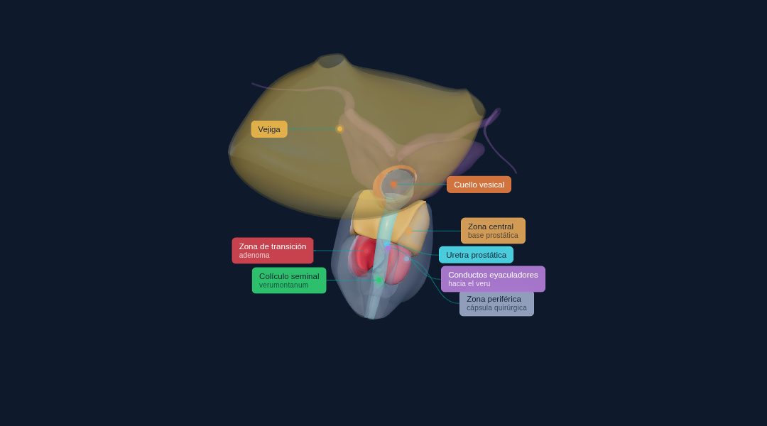 Modello 3D interattivo della prostata e della vescica