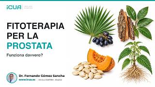 Fitoterapia per la prostata: funziona? Cosa dicono gli studi